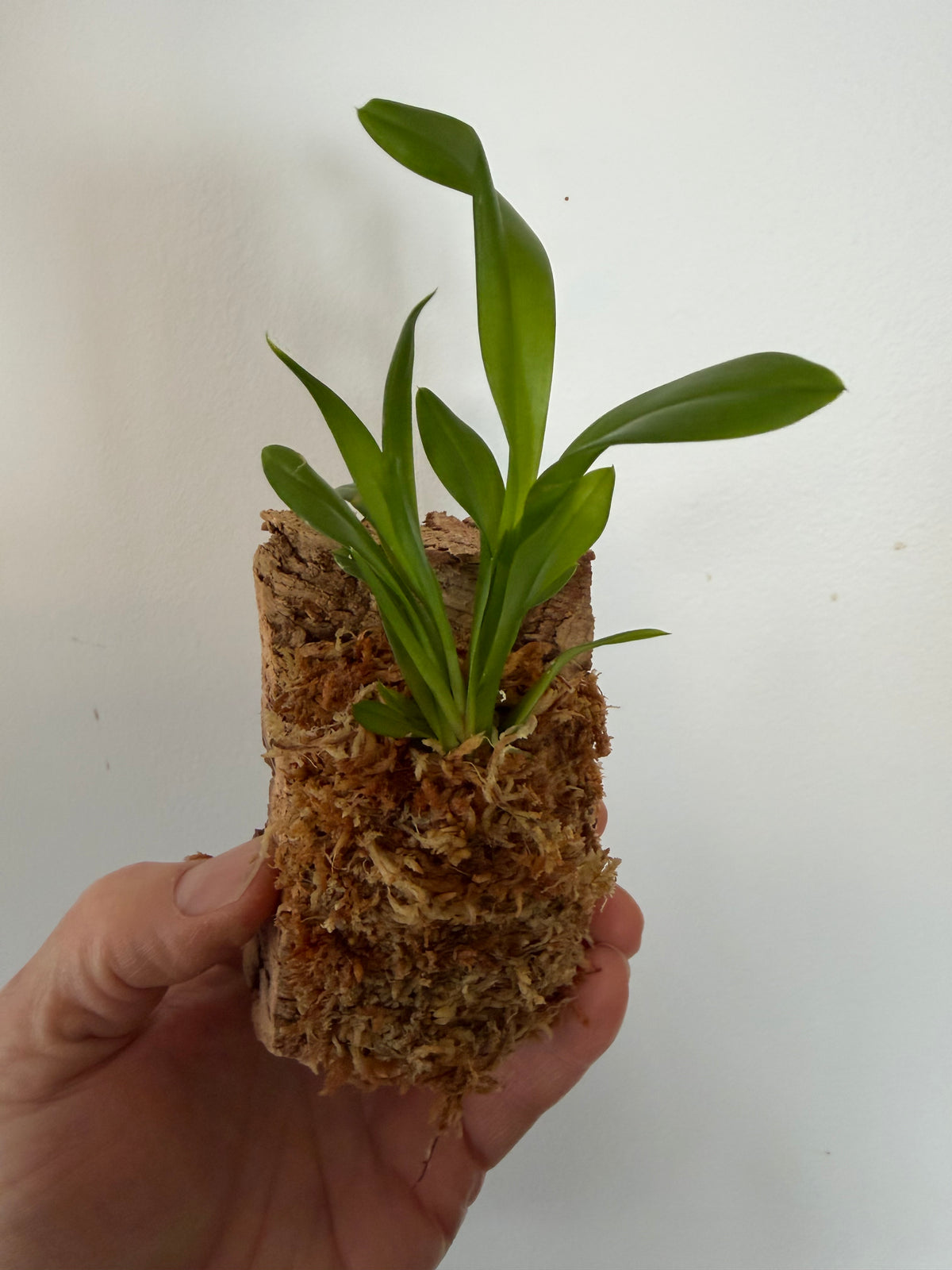 Ionocidium Popcorn 'Haruri', photo de référence de la fleur