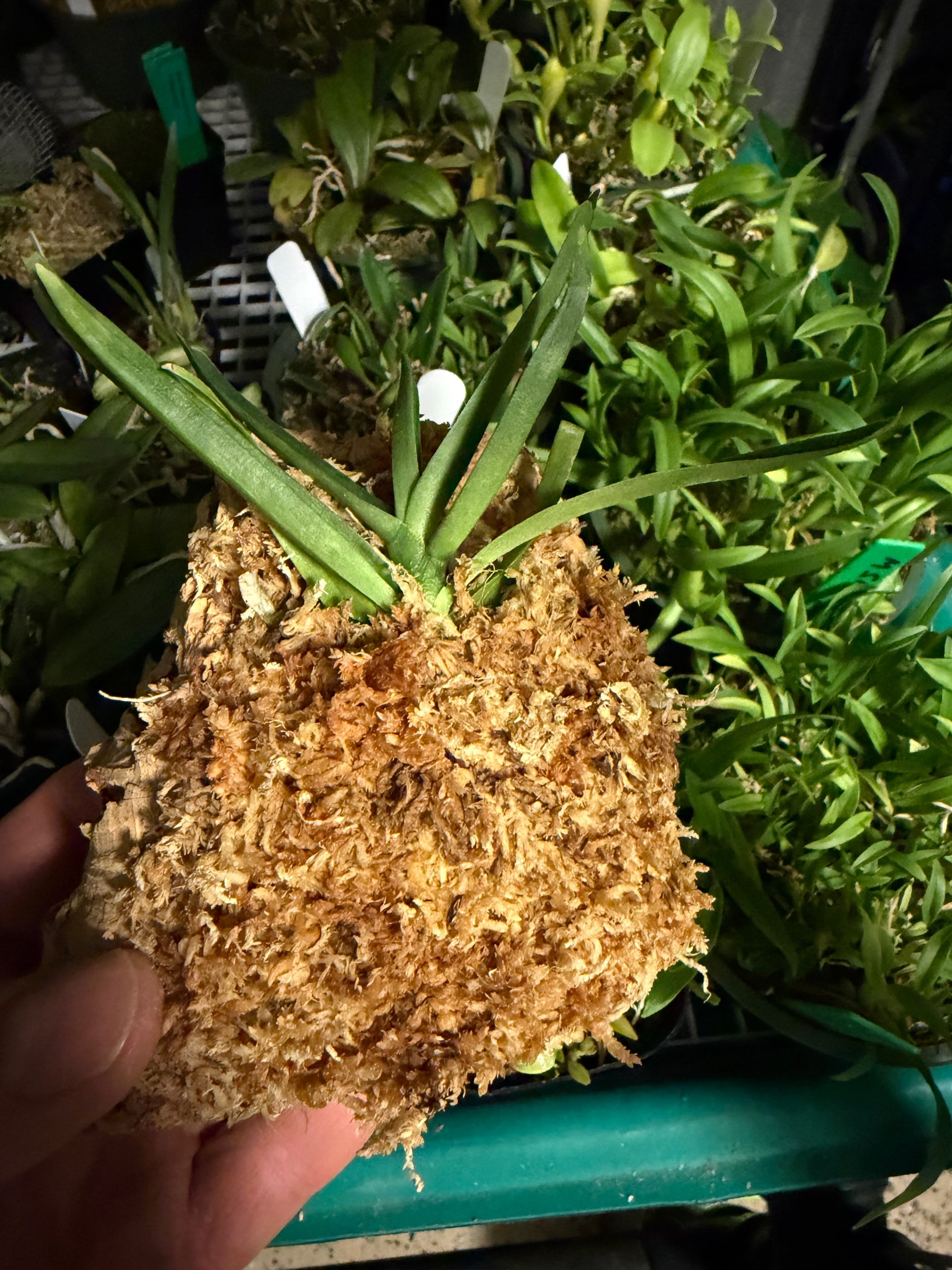Angraecum didieri, photo de référence de la fleur