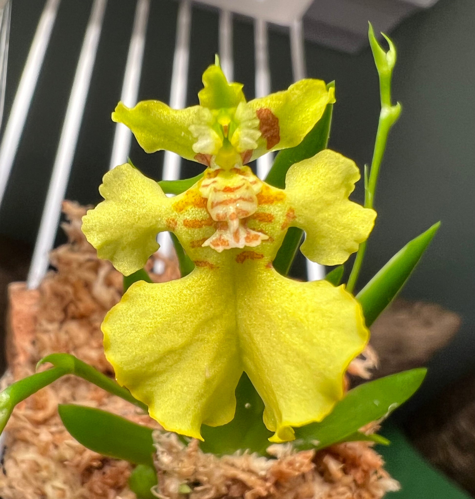 Erycina pusilla, photo de référence de la fleur