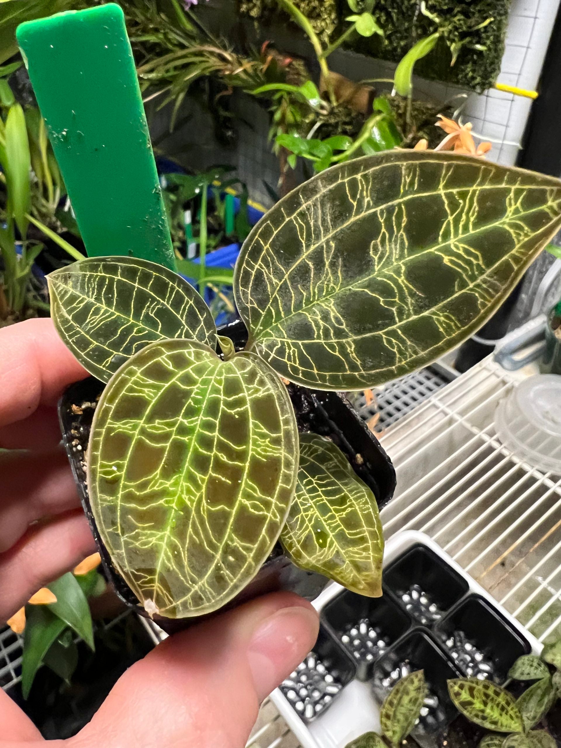 Macodes petola