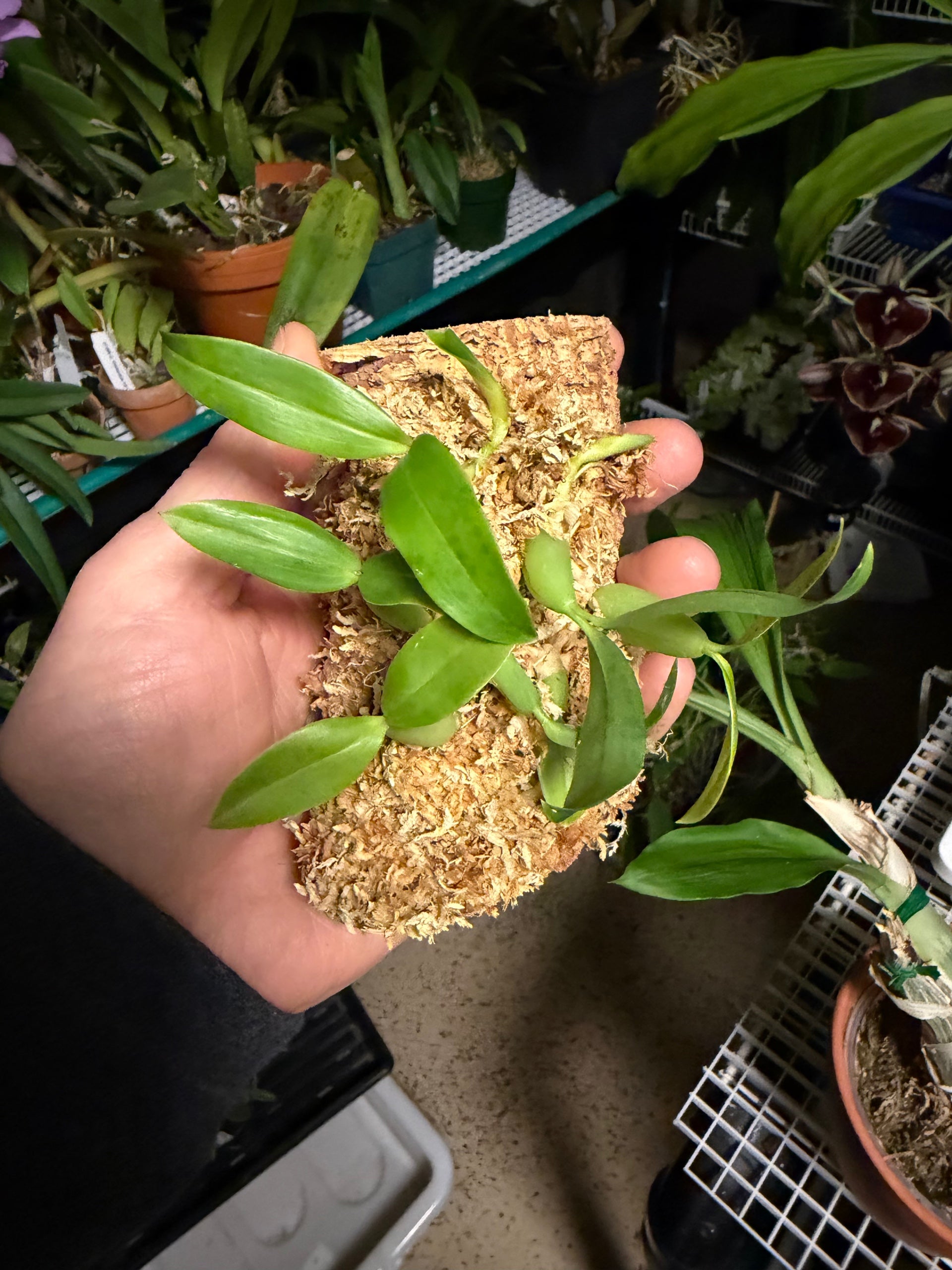 Coelogyne fimbriata, photo de référence de la fleur