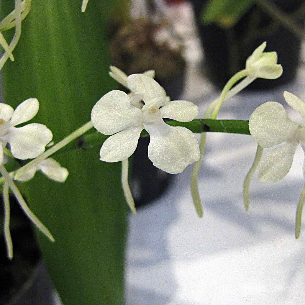 Aerangis citrata sur plaque