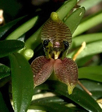 Dryadella cristata, photo de référence de la fleur