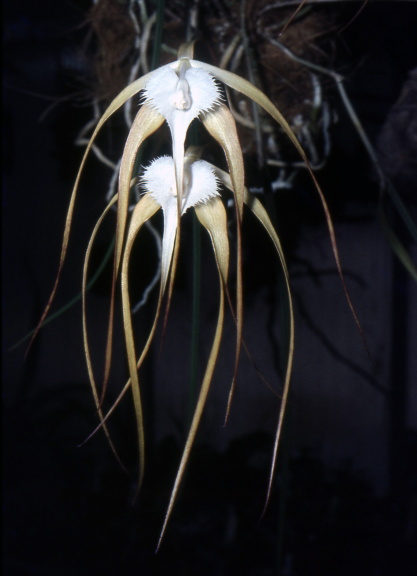 Brassavola cucullata, photo de référence de la fleur