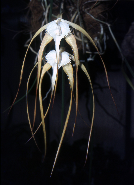 Brassavola cucullata, photo de référence de la fleur