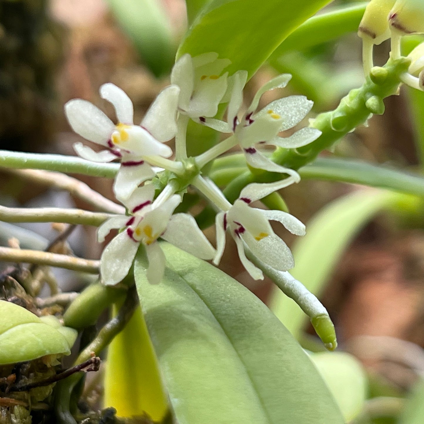 Aerides odorata, photo de référence de la fleur