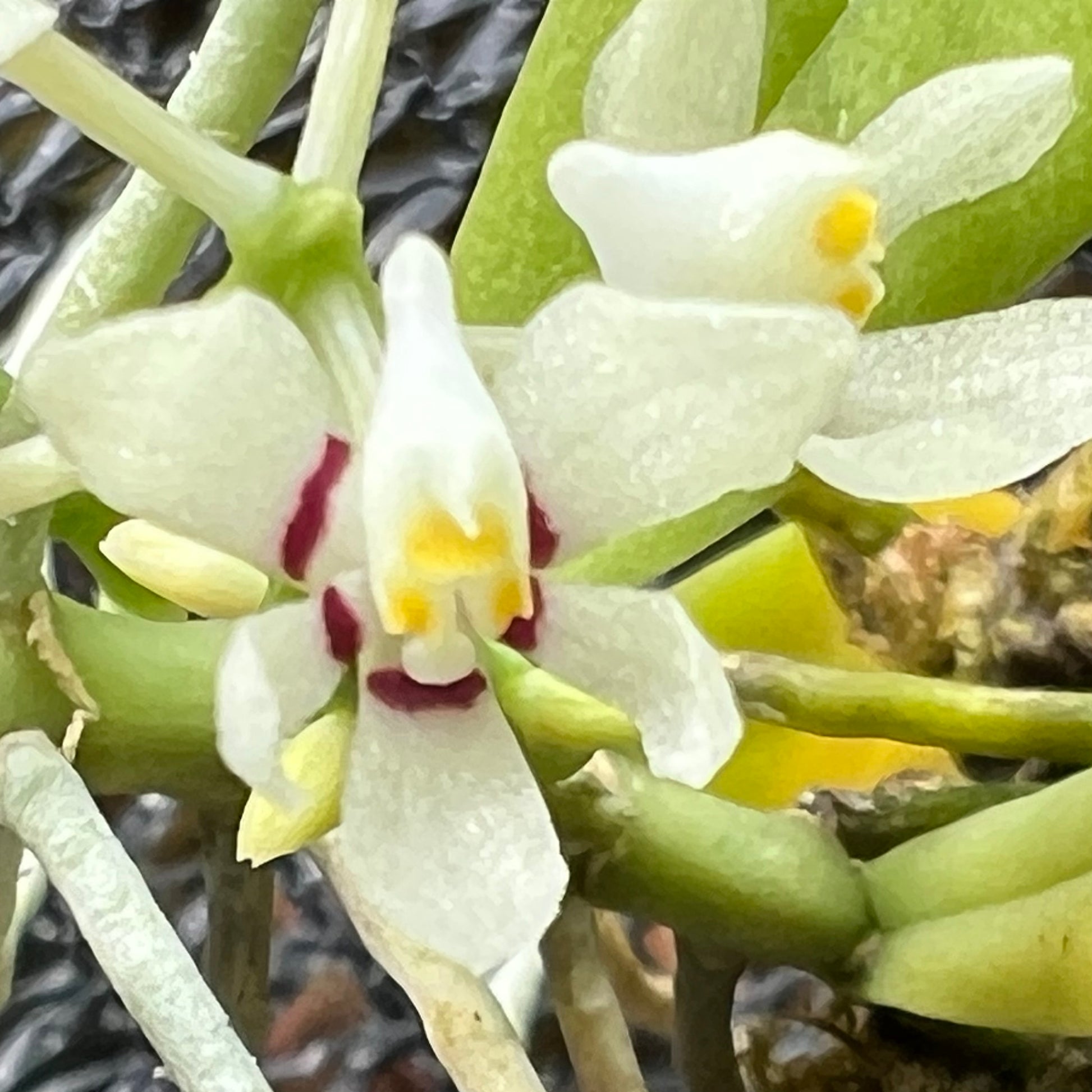 Aerides odorata, photo de référence de la fleur