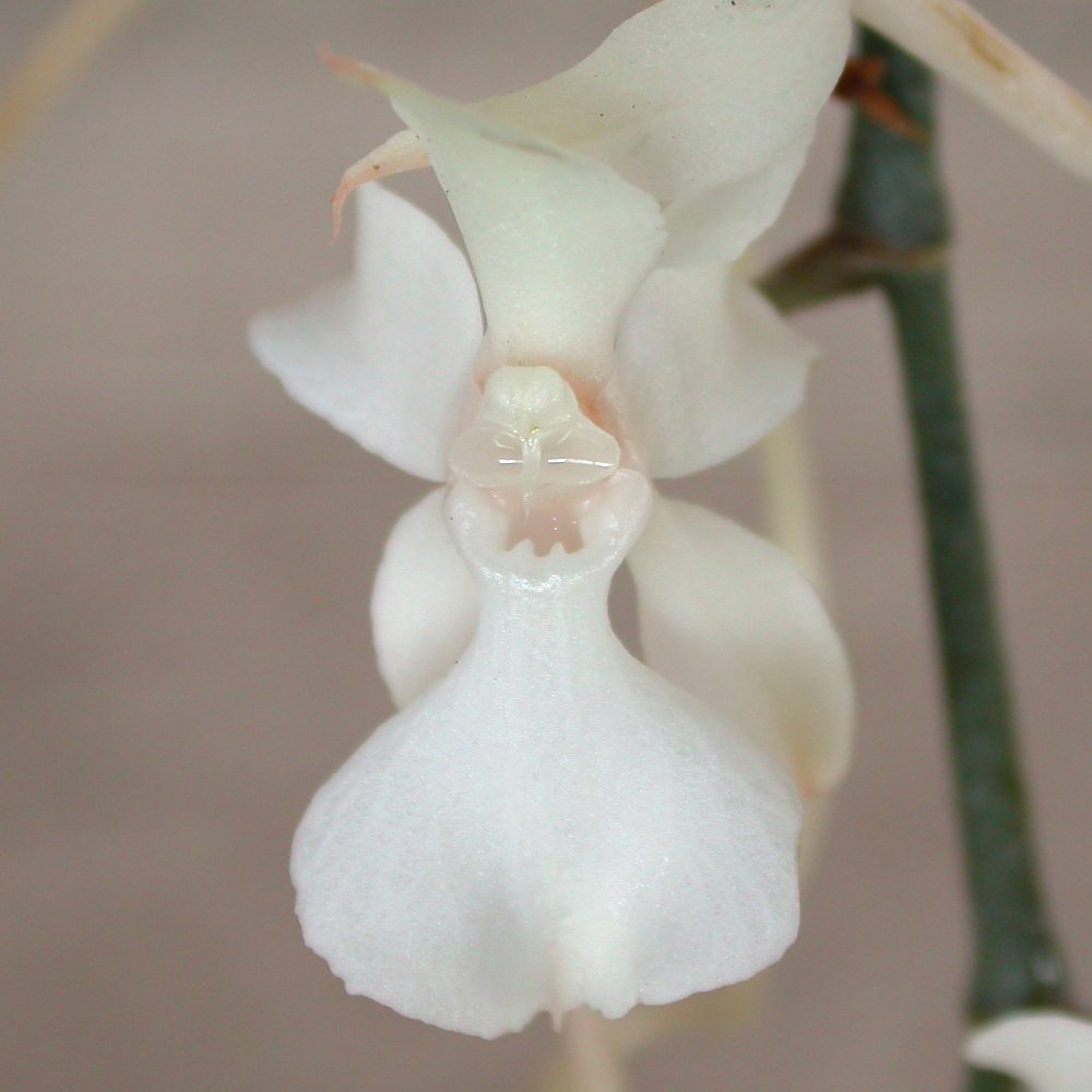 Aerangis kotschyana, photo de référence de la fleur