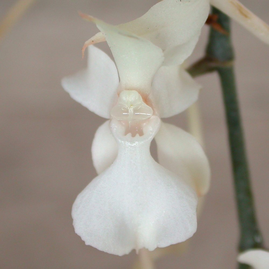 Aerangis kotschyana, photo de référence de la fleur