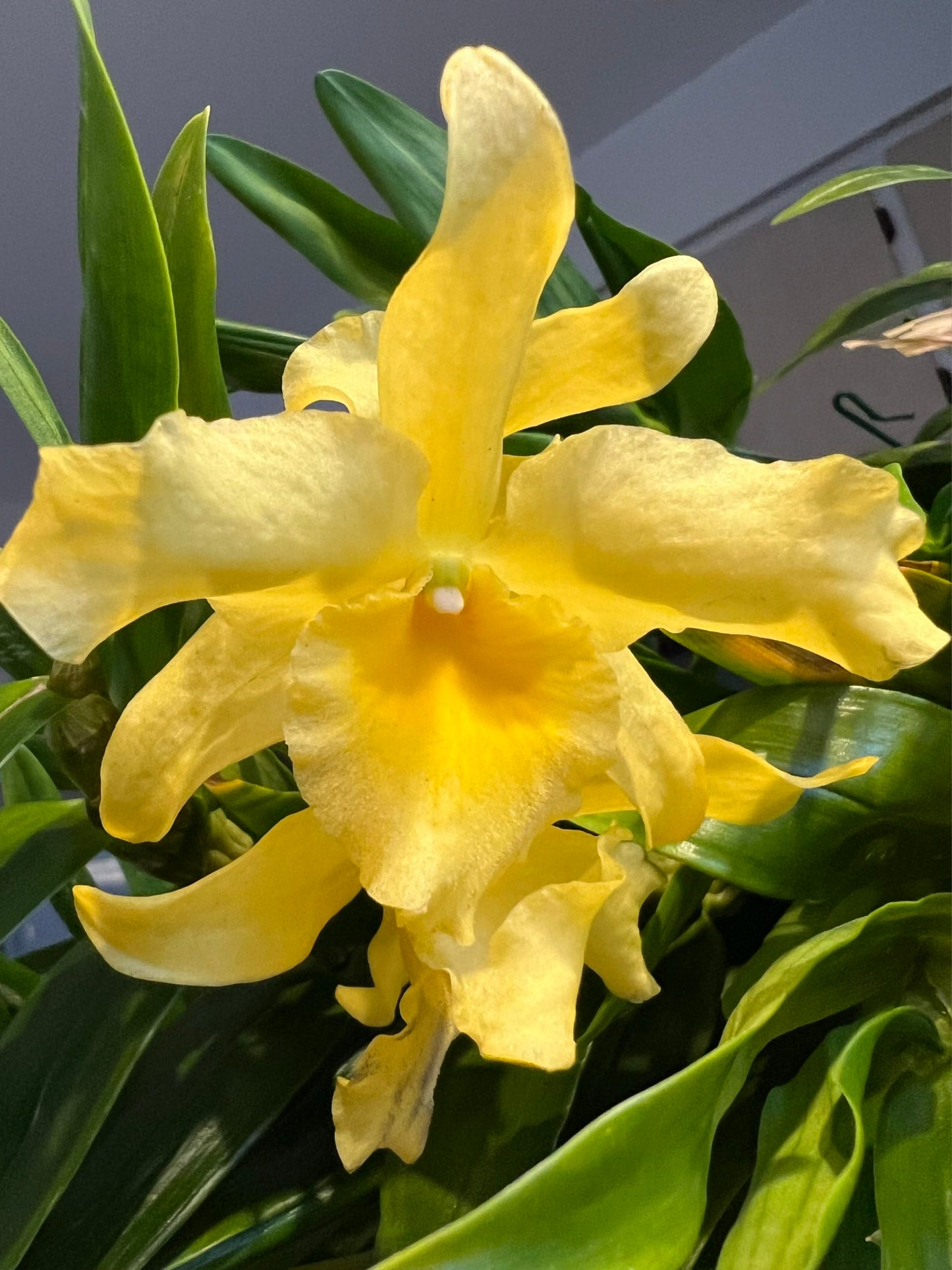 Dendrobium Yellow Song 'Canary'