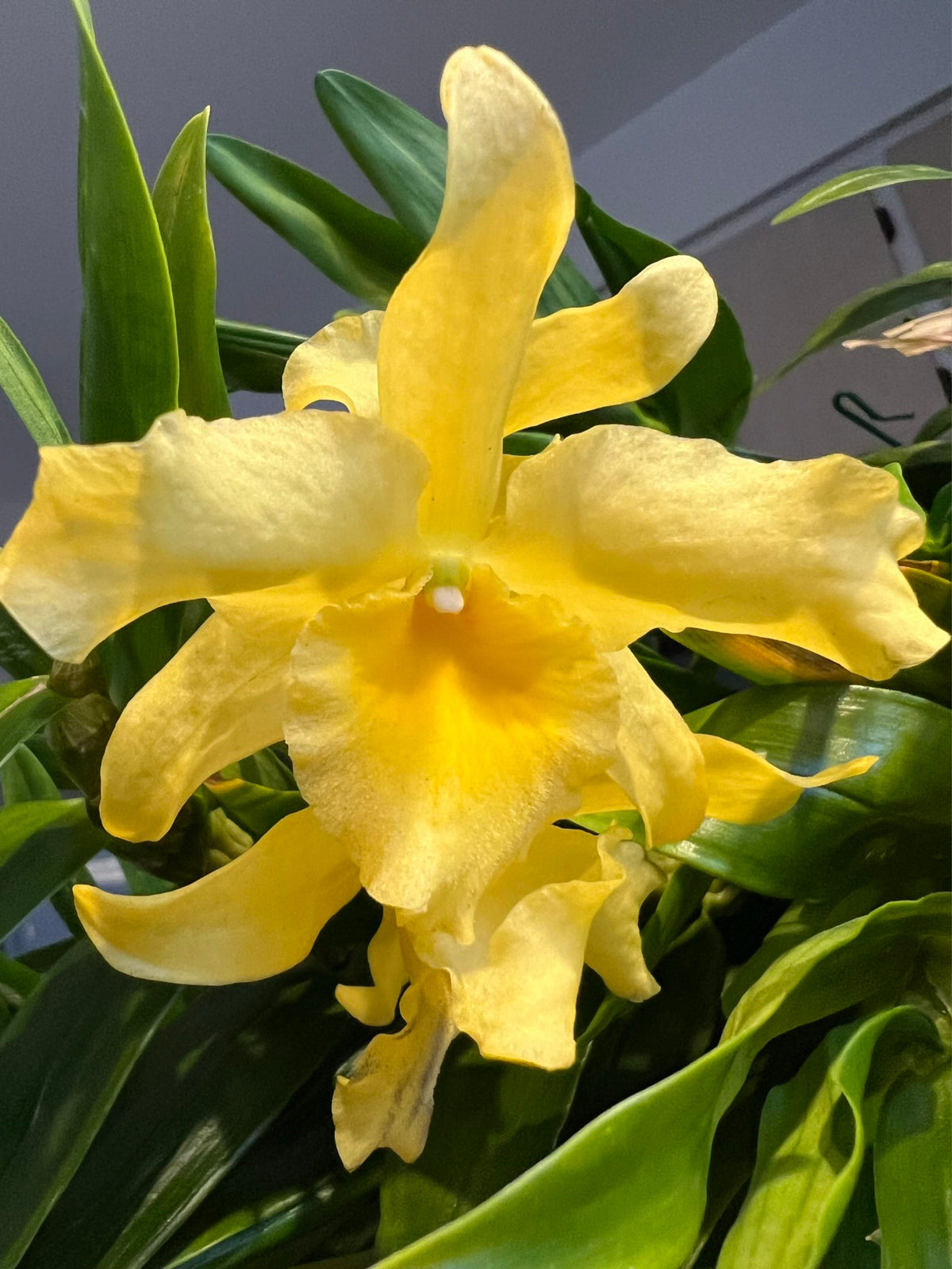 Dendrobium Yellow Song 'Canary'