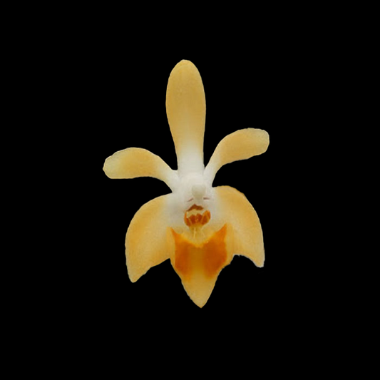 Phalaenopsis malipoensis Orange, photo de référence de la fleur
