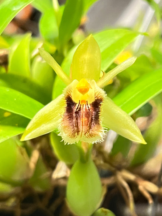 Coelogyne fimbriata, photo de référence de la fleur