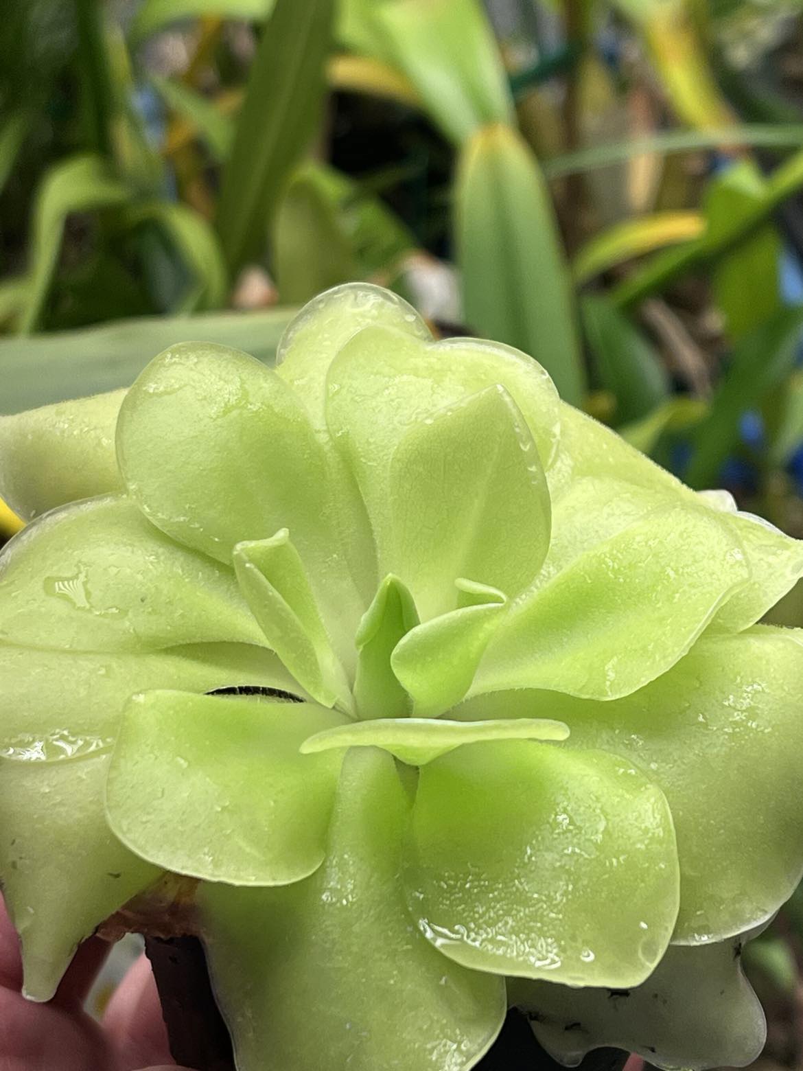Pinguicula moranensis