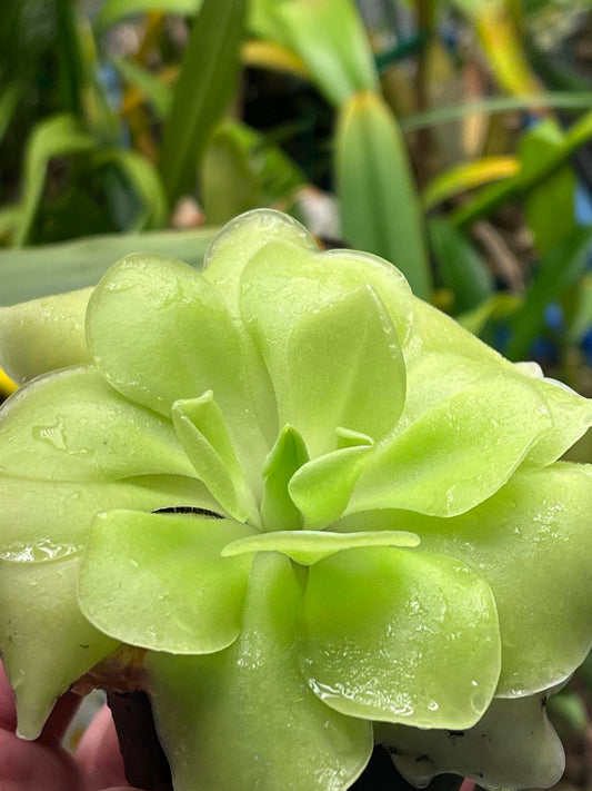 Pinguicula moranensis
