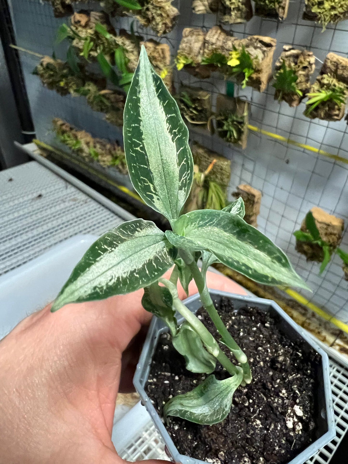Aspidogyne argentea