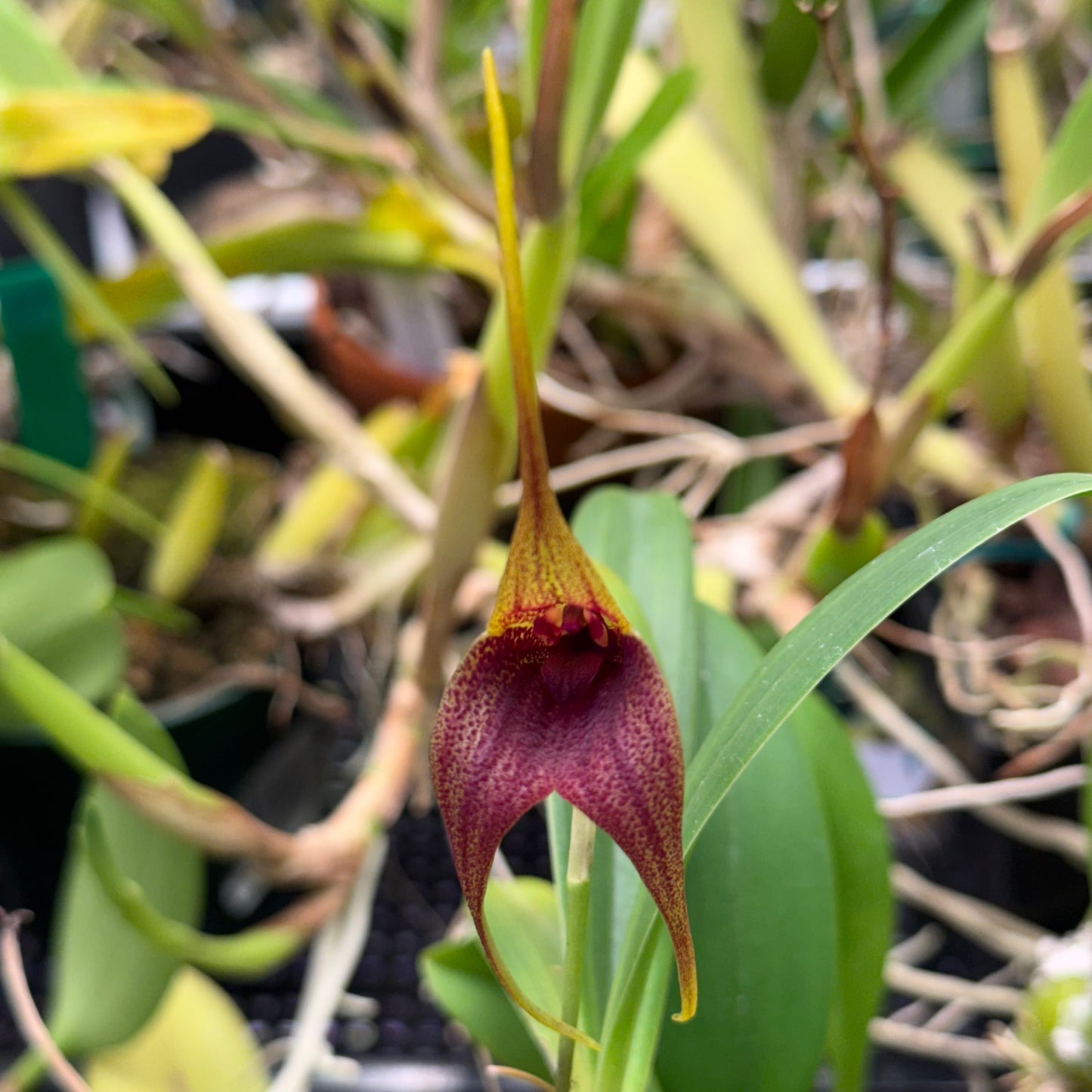 Masdevallia Anochecer, photo de référence de la fleur