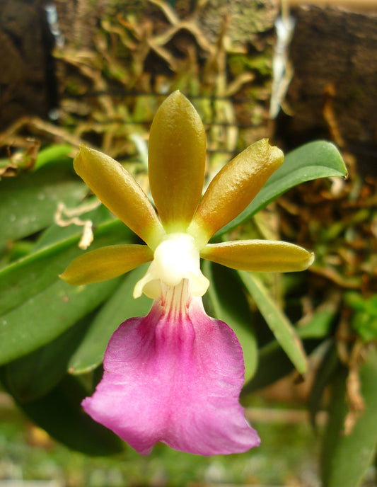 Trichocentrum albococcineum, photo de référence de la fleur