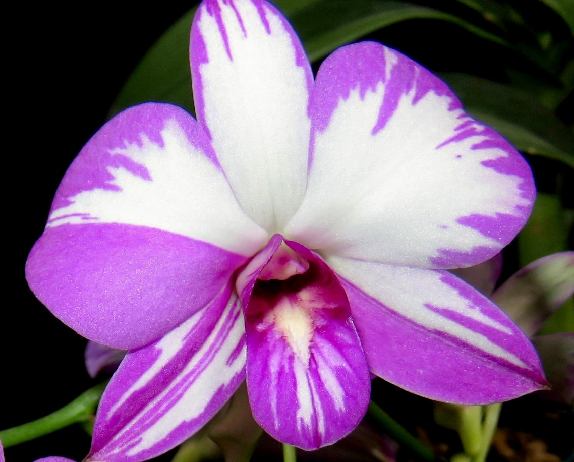 Dendrobium Enobie Purple 'Splash'
