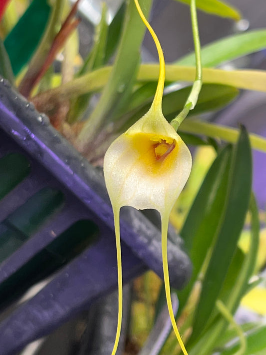 Masdevallia Impostor x Masdevallia tonduzii, photo de référence de la fleur