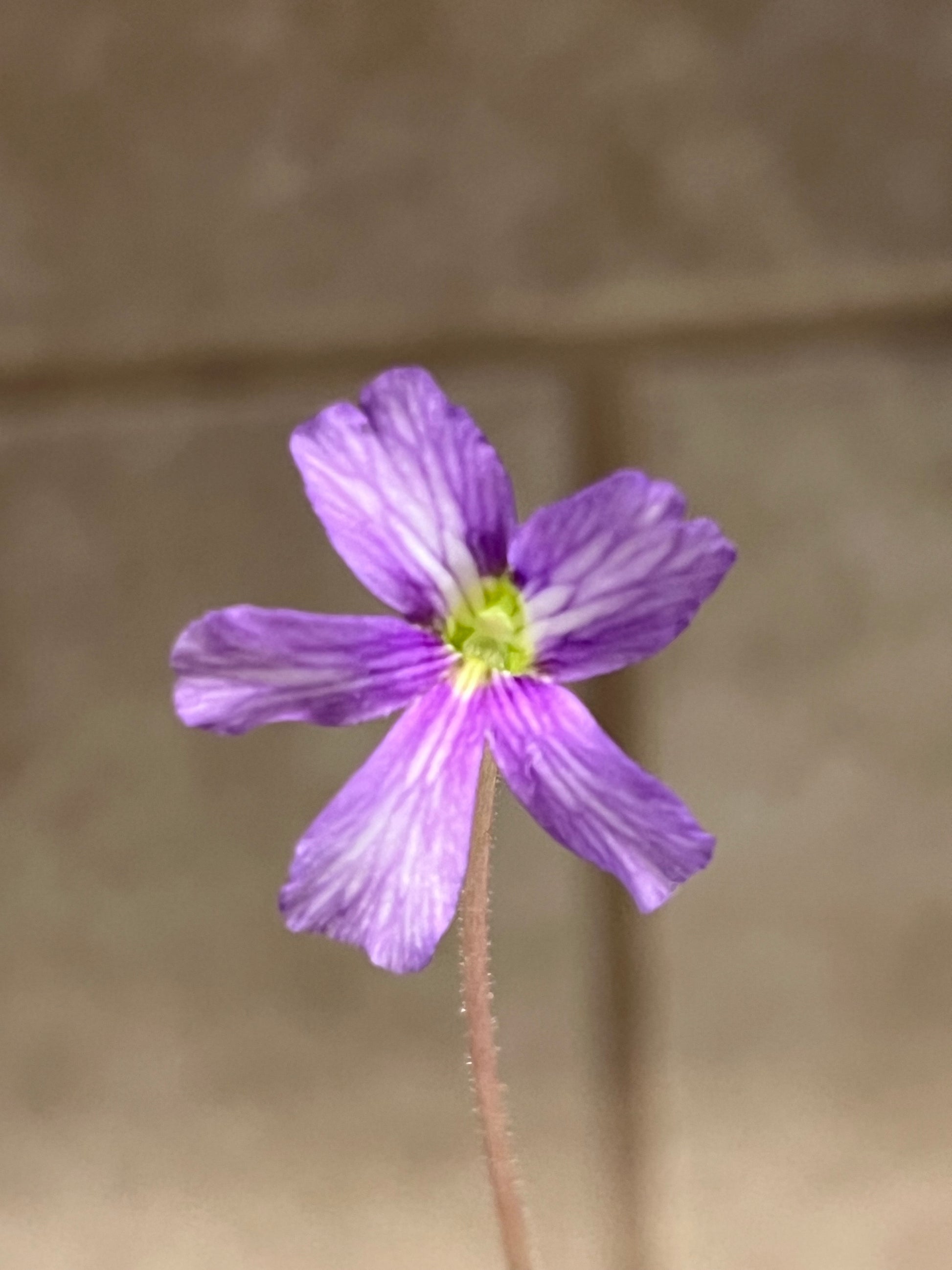 Pinguicula gigantea X emarginata, photo de référence de la fleur