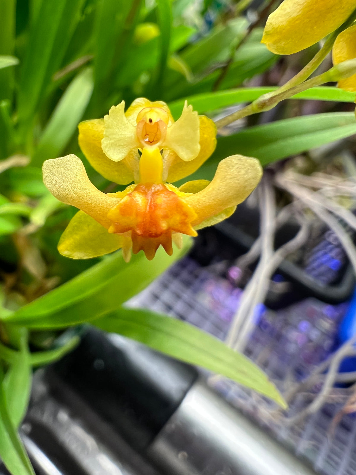 Oncidium Twinkle 'Oro', photo de référence de la fleur