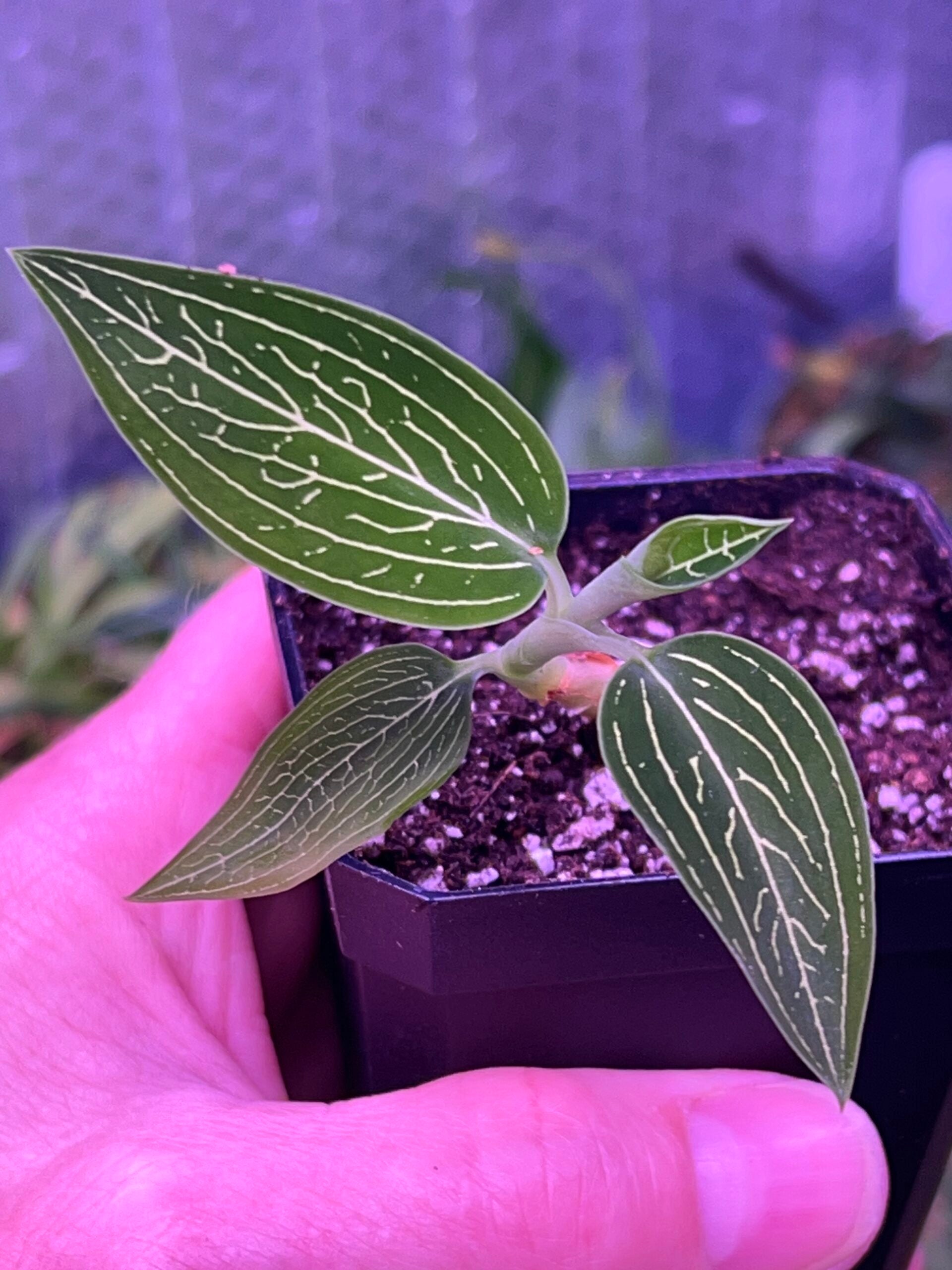 Ludisia discolor alba