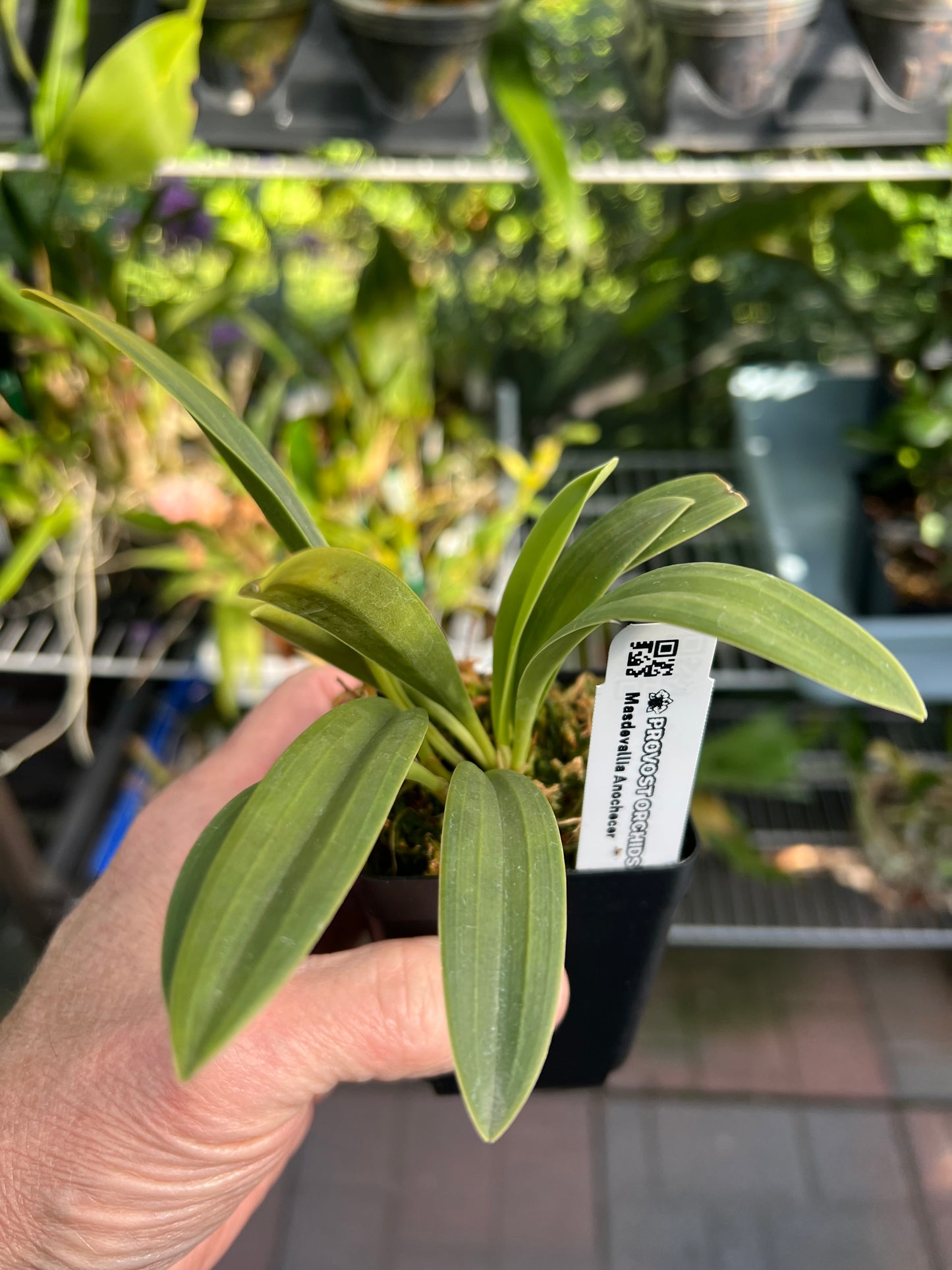 Masdevallia Anochecer, photo de référence de la fleur