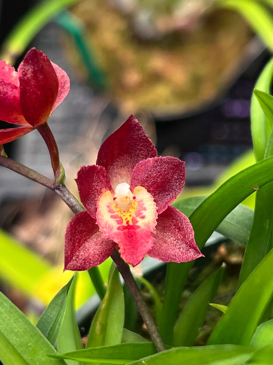 Meshaara Chian-Tzy Ruby CT-Golden Chocolate, photo de référence de la fleur