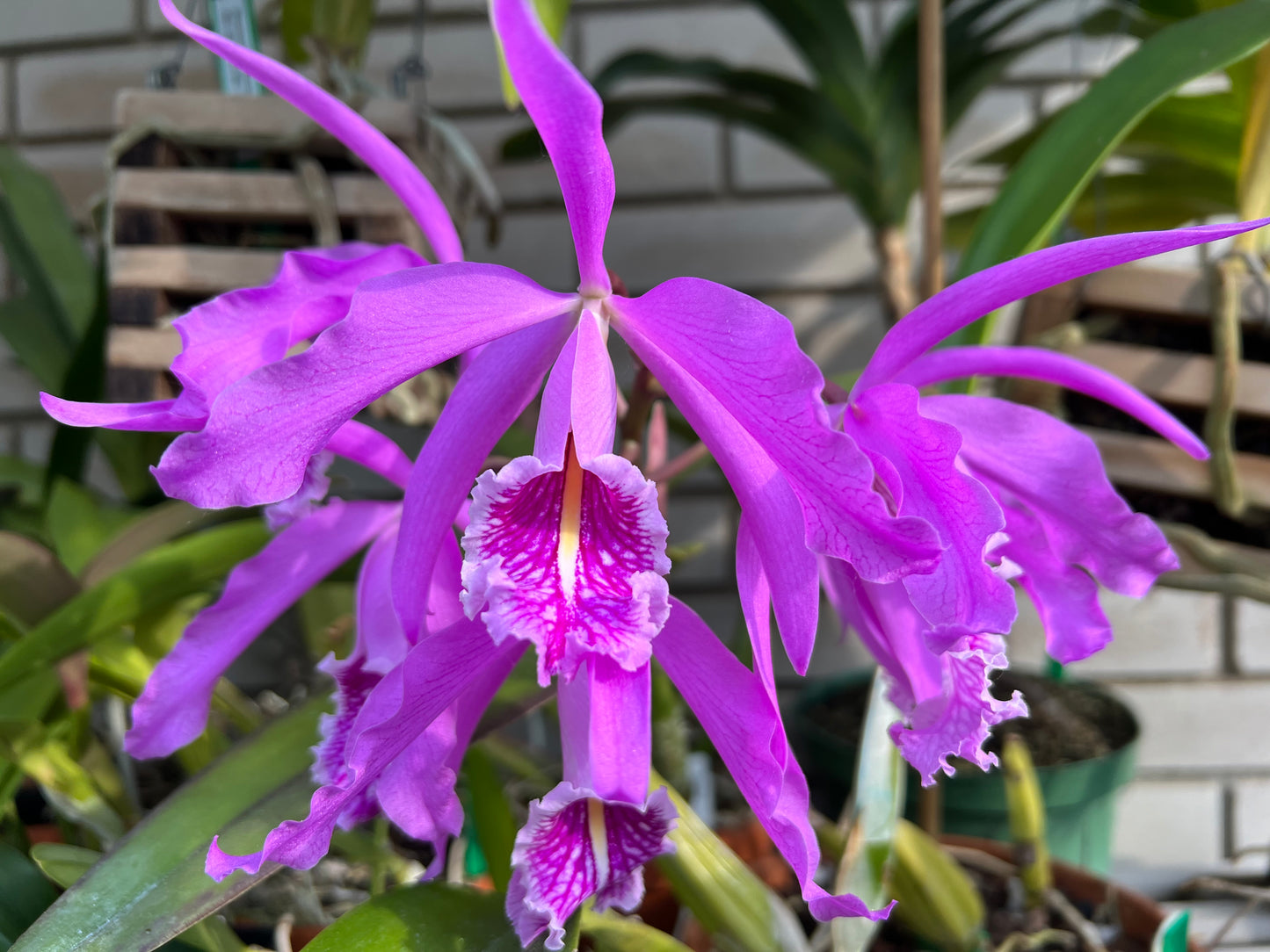 Cattleya maxima, photo de référence de la fleur