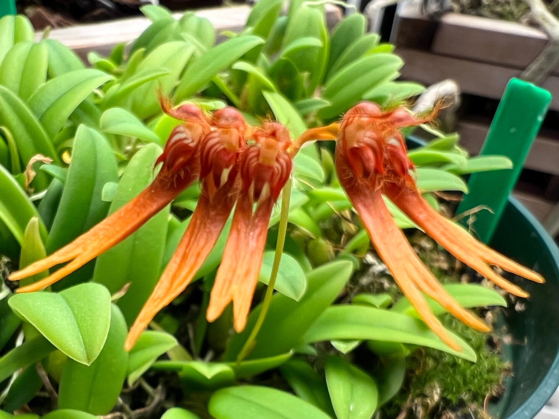 Bulbophyllum hirundinis, photo de référence de la fleur