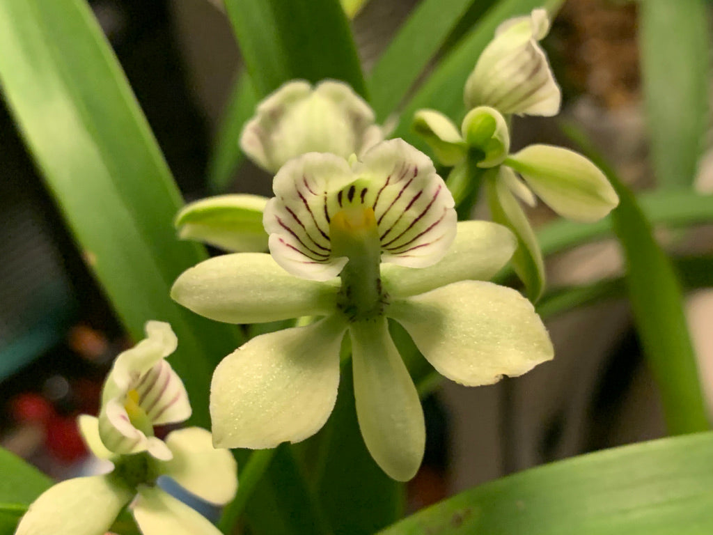 Prosthechea radiata