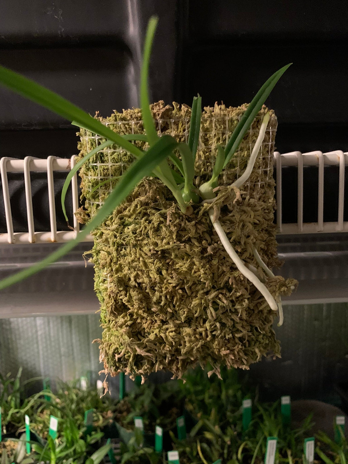 Encyclia guatemalensis