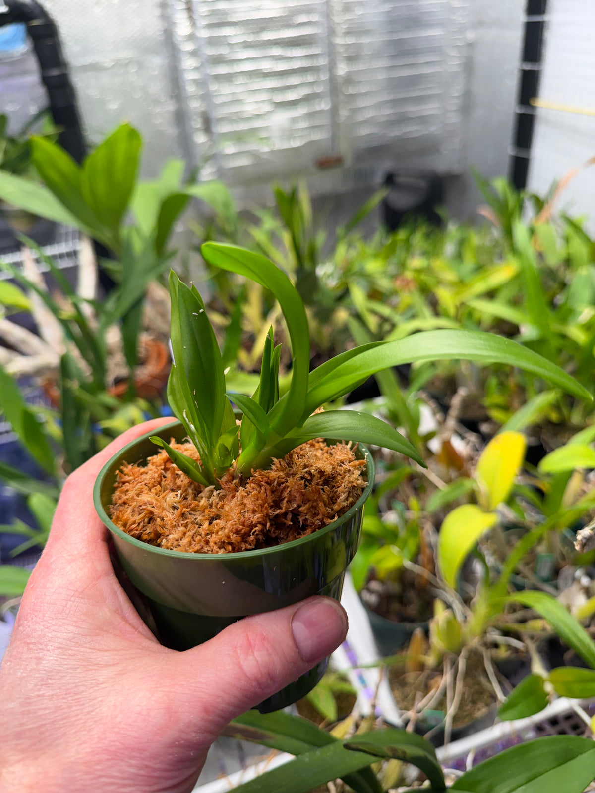 Ionocidium Popcorn 'Haruri', photo de référence de la fleur