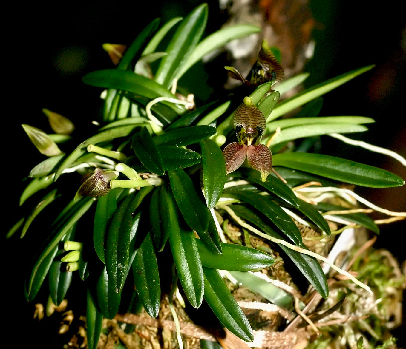 Dryadella cristata, photo de référence de la fleur