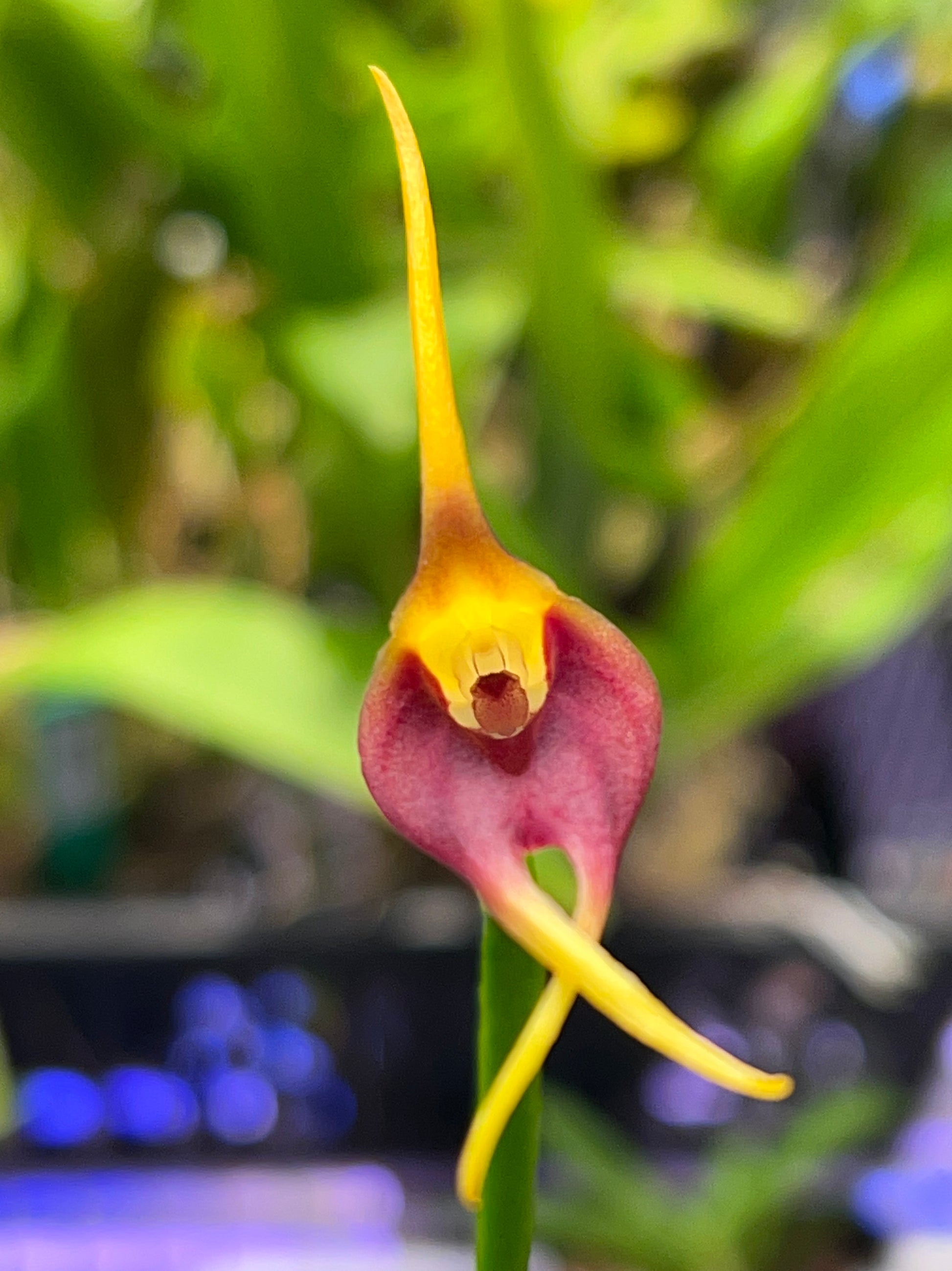 Masdevallia weberbaueri Impostor, photo de référence de la fleur