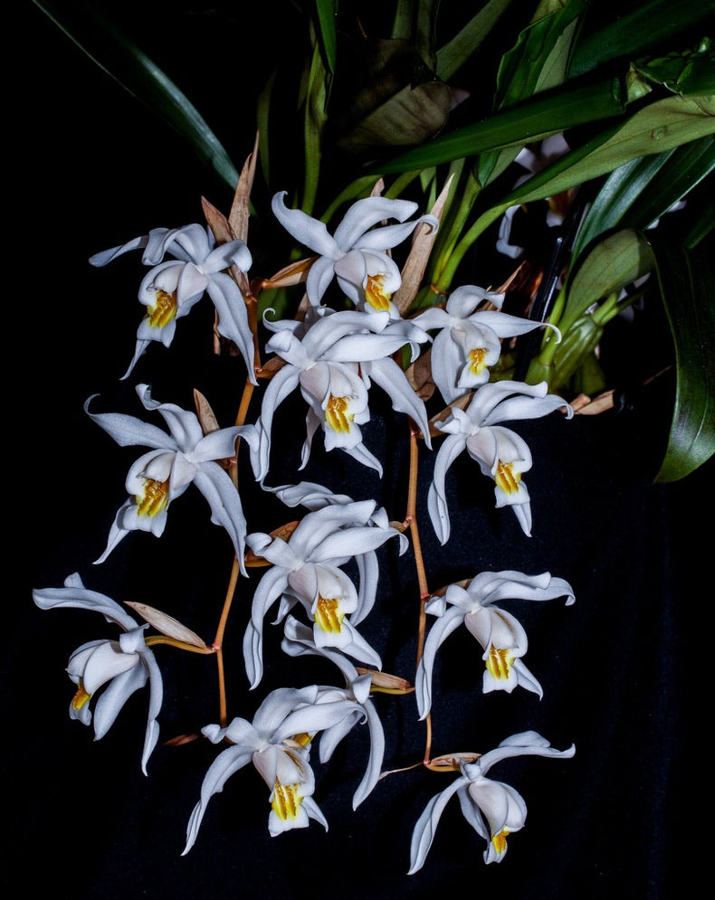 Coelogyne glandulosa
