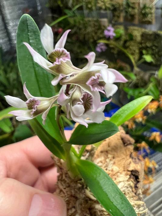 Dendrobium peguanum