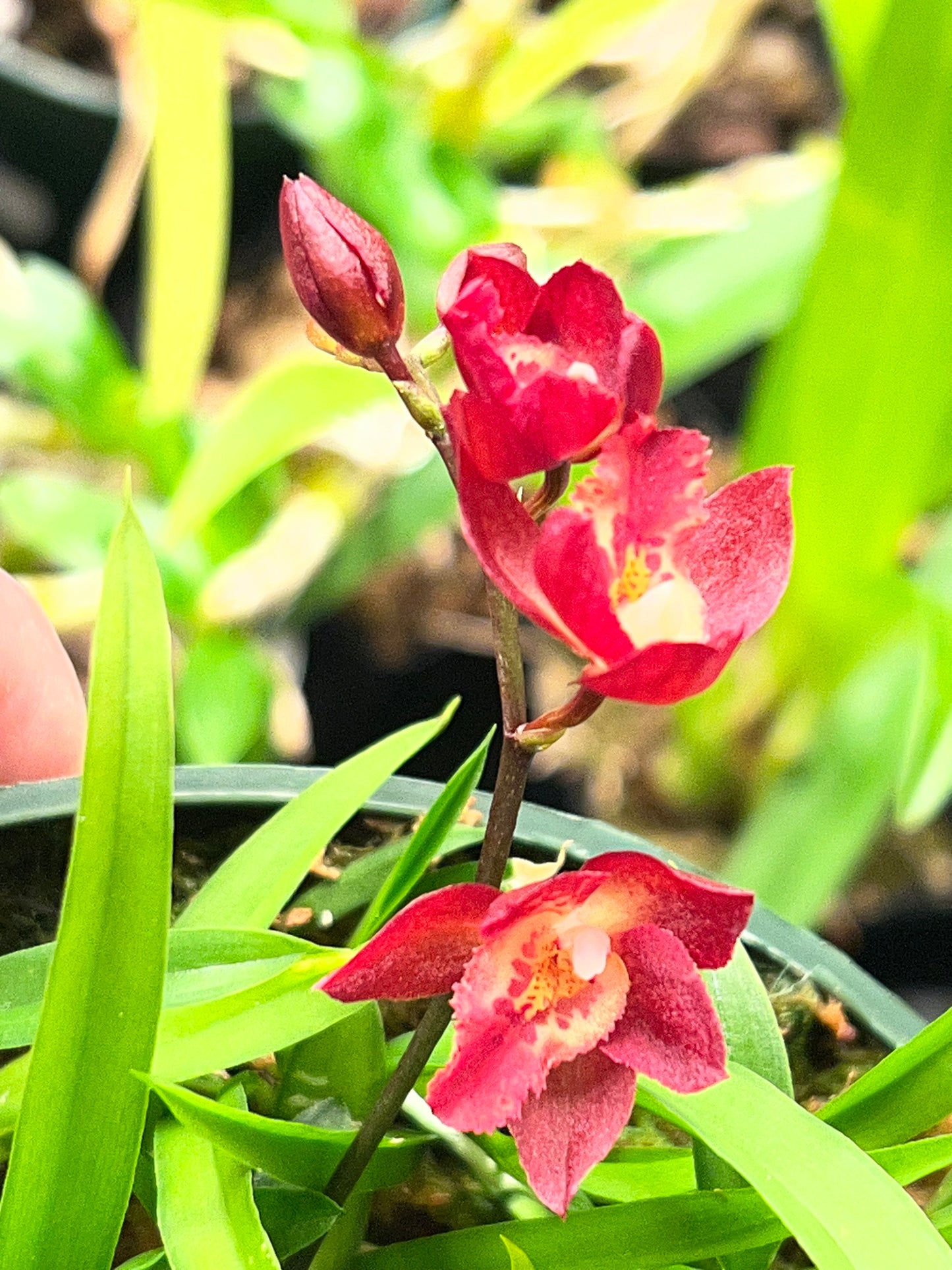 Meshaara Chian-Tzy Ruby CT-Golden Chocolate, photo de référence de la fleur