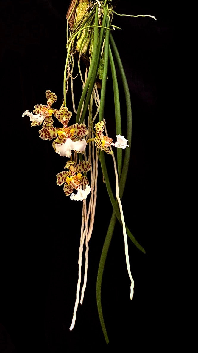Trichocentrum jonesianum sur plaque