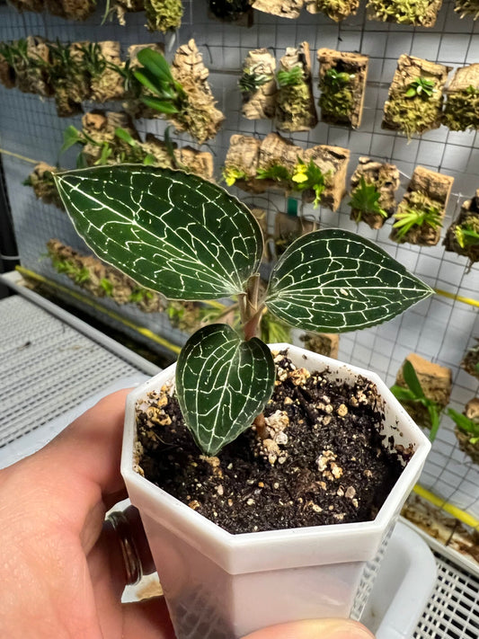 Anoectochilus formosanus