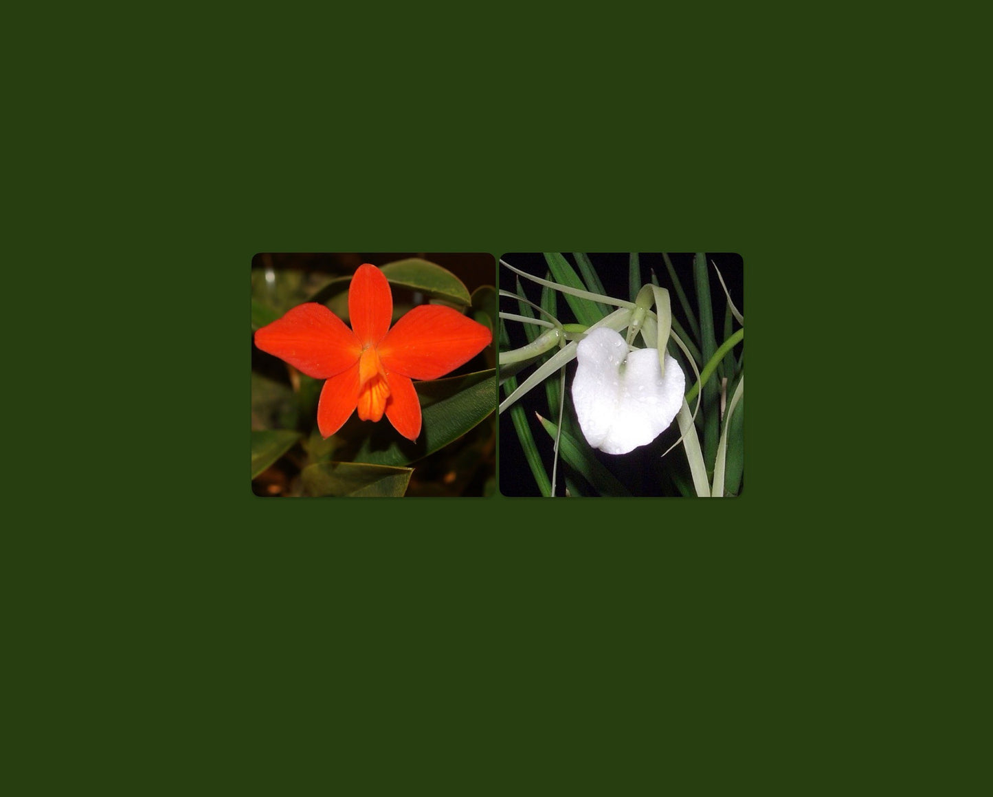 Brassocattleya Edna (C. coccinea x B. nodosa), photo de référence de la fleur