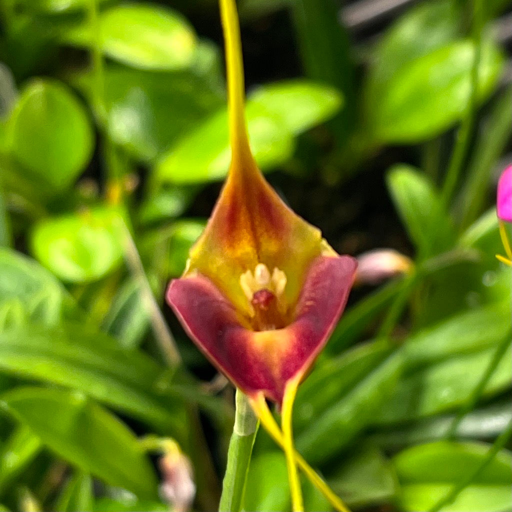 Masdevallia Venus, photo de référence de la fleur