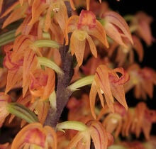 Polystachya paniculata