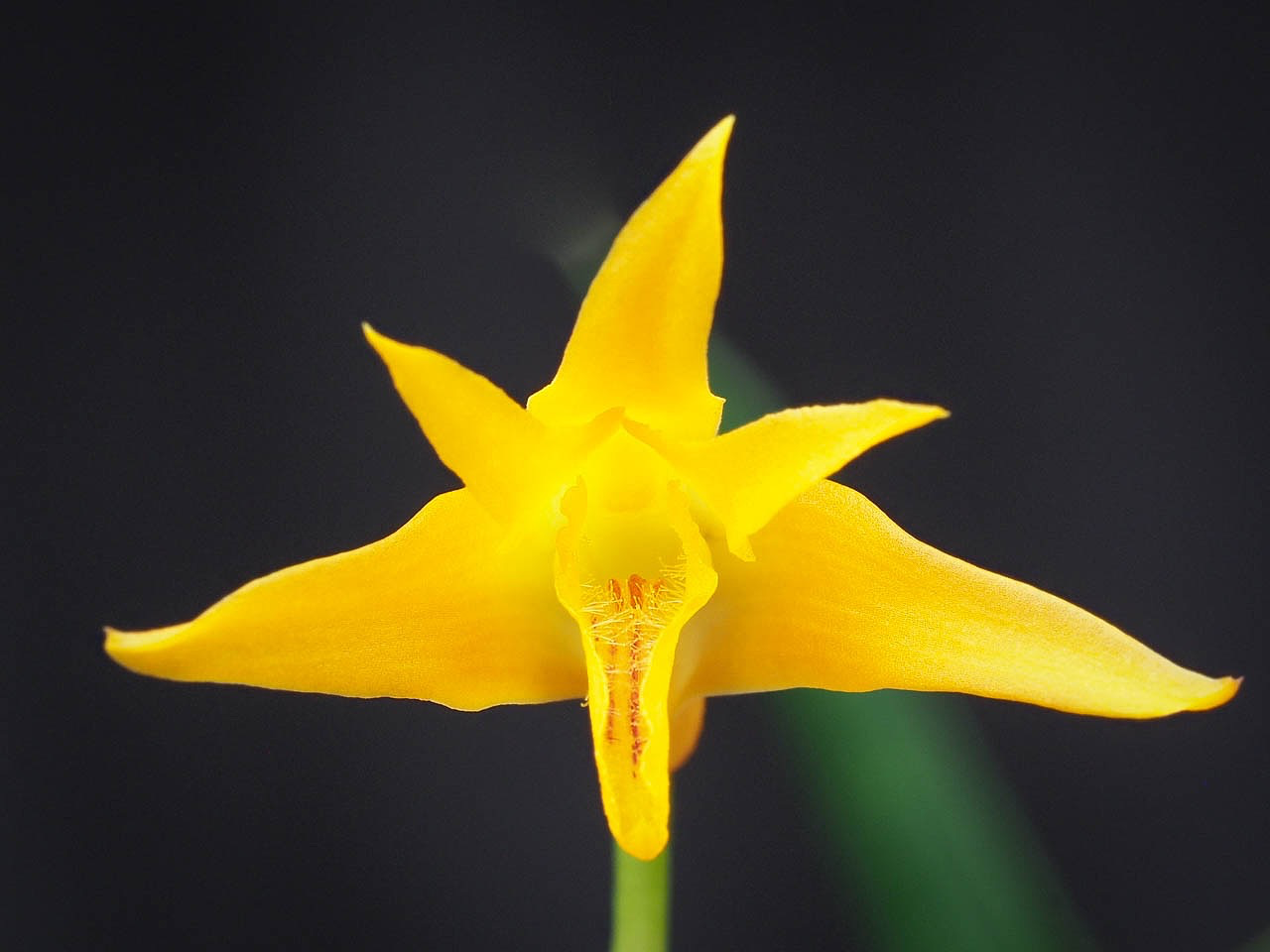 Bifrenaria aureofulva, photo de référence de la fleur