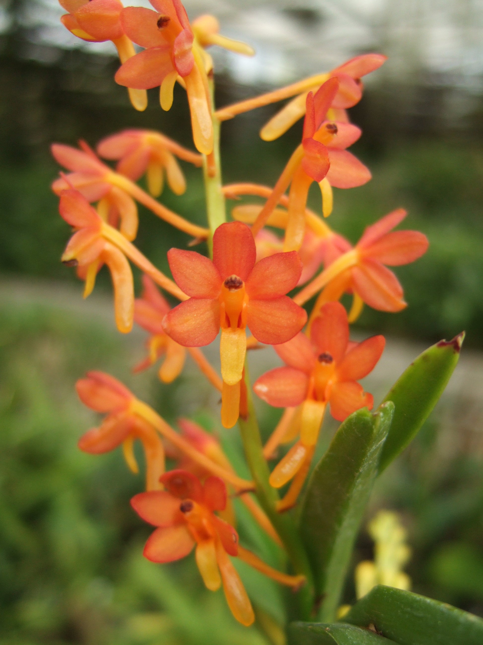 Vanda miniata (Ascocentrum miniatum), photo de référence de la fleur