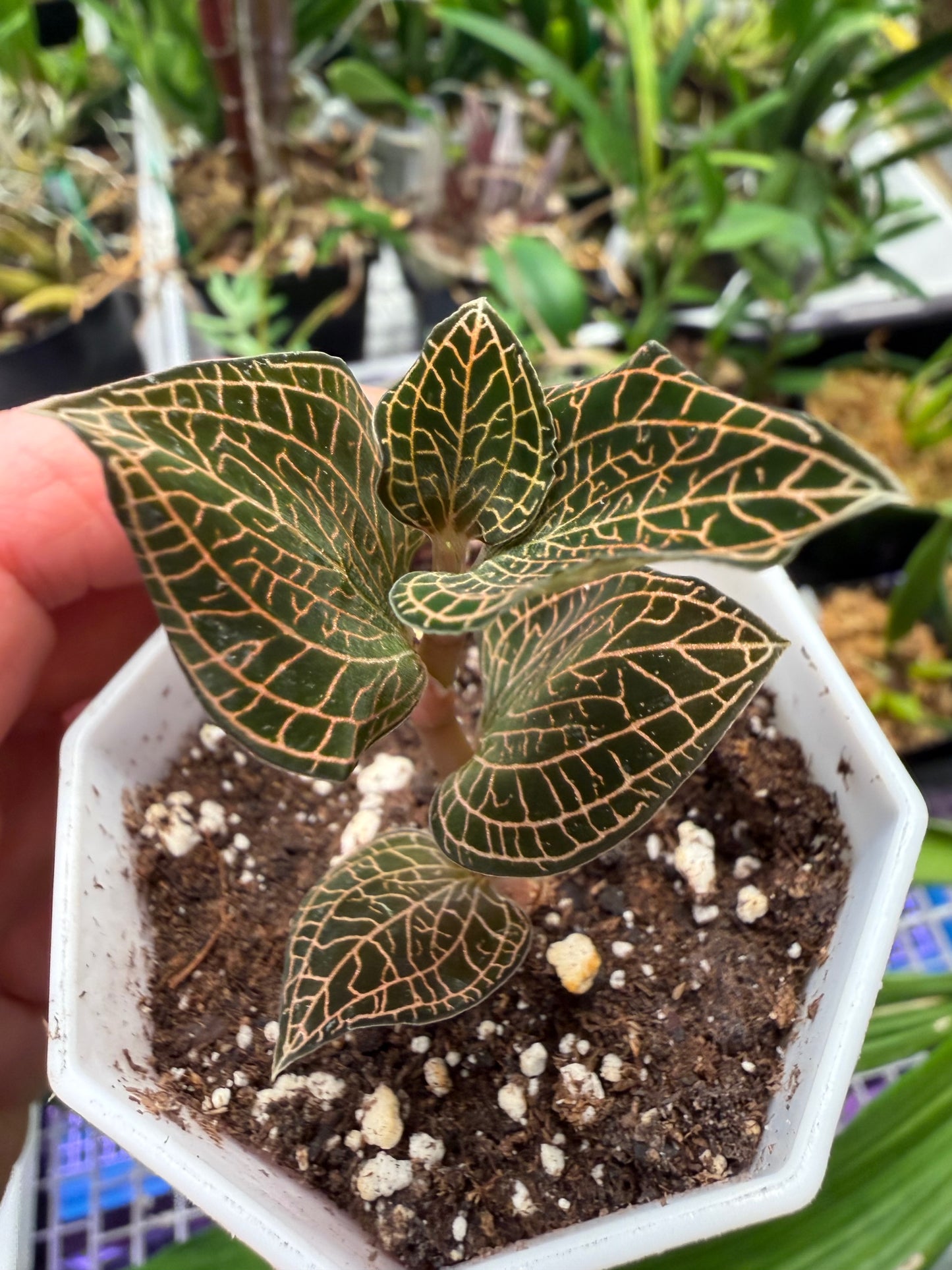 Anoectochilus roxburghii hayata 'Pointed Leaves', photo de référence de la fleur