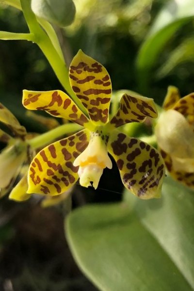 Encyclia boothiana