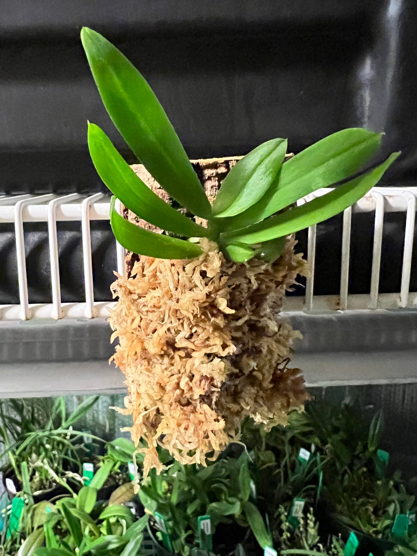 Gastrochilus japonicus sur plaque
