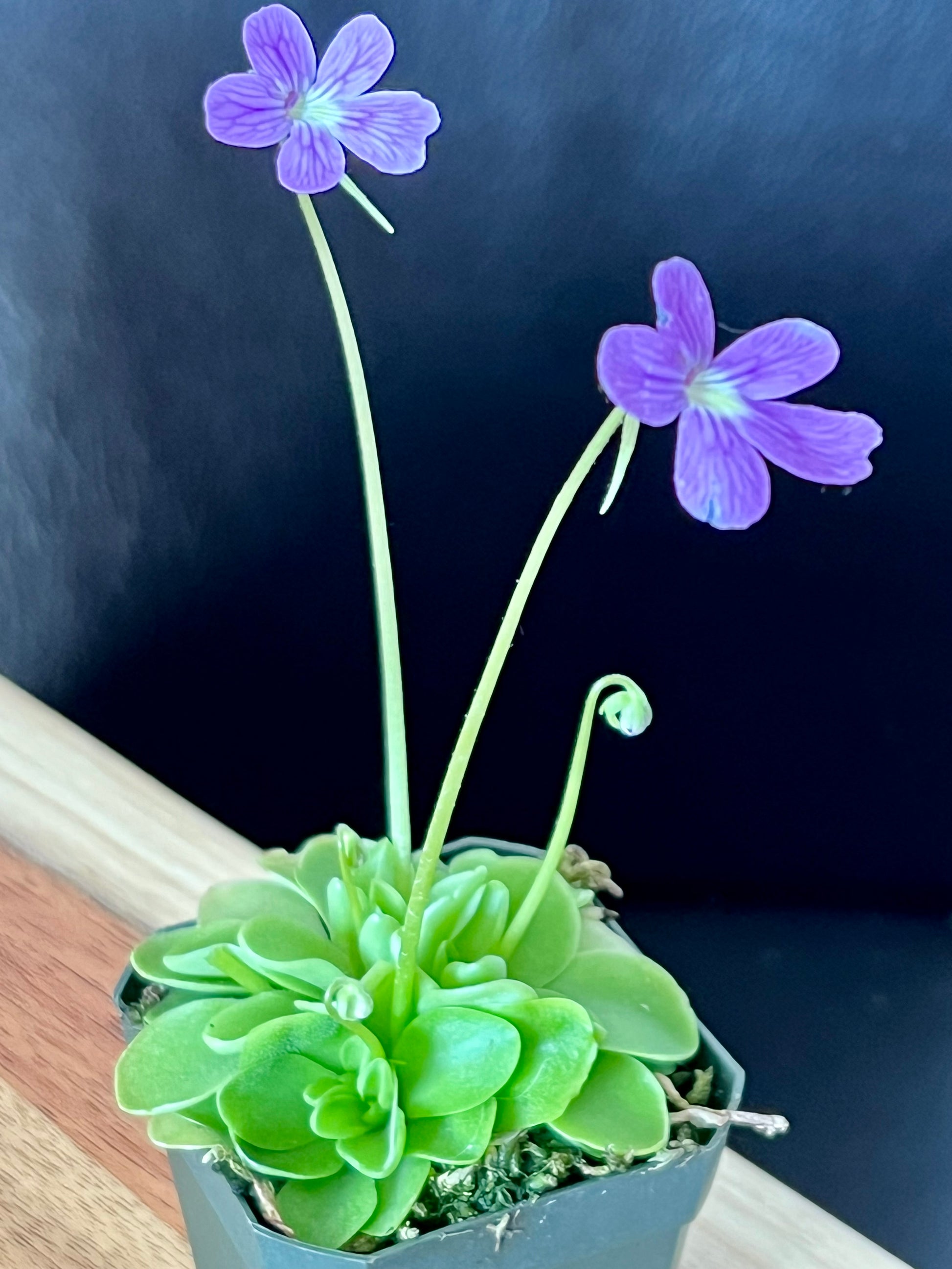 Pinguicula emarginata X 'Weser', photo de référence de la fleur